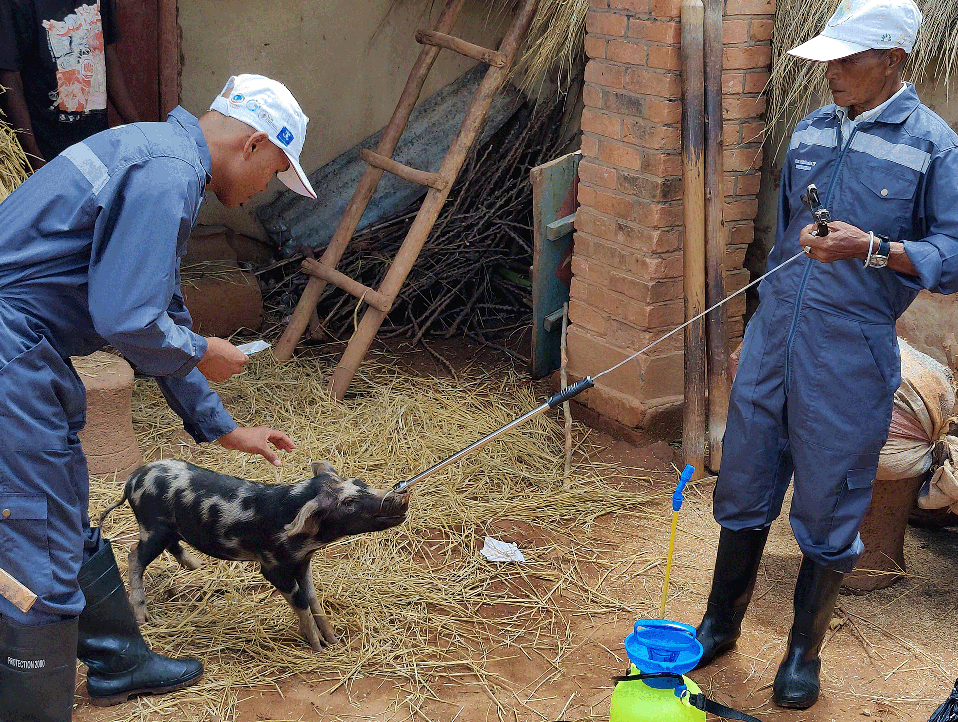 A pig getting treated during a one health approach to Integrate interventions to control of schistosomiasis and Taenia solium